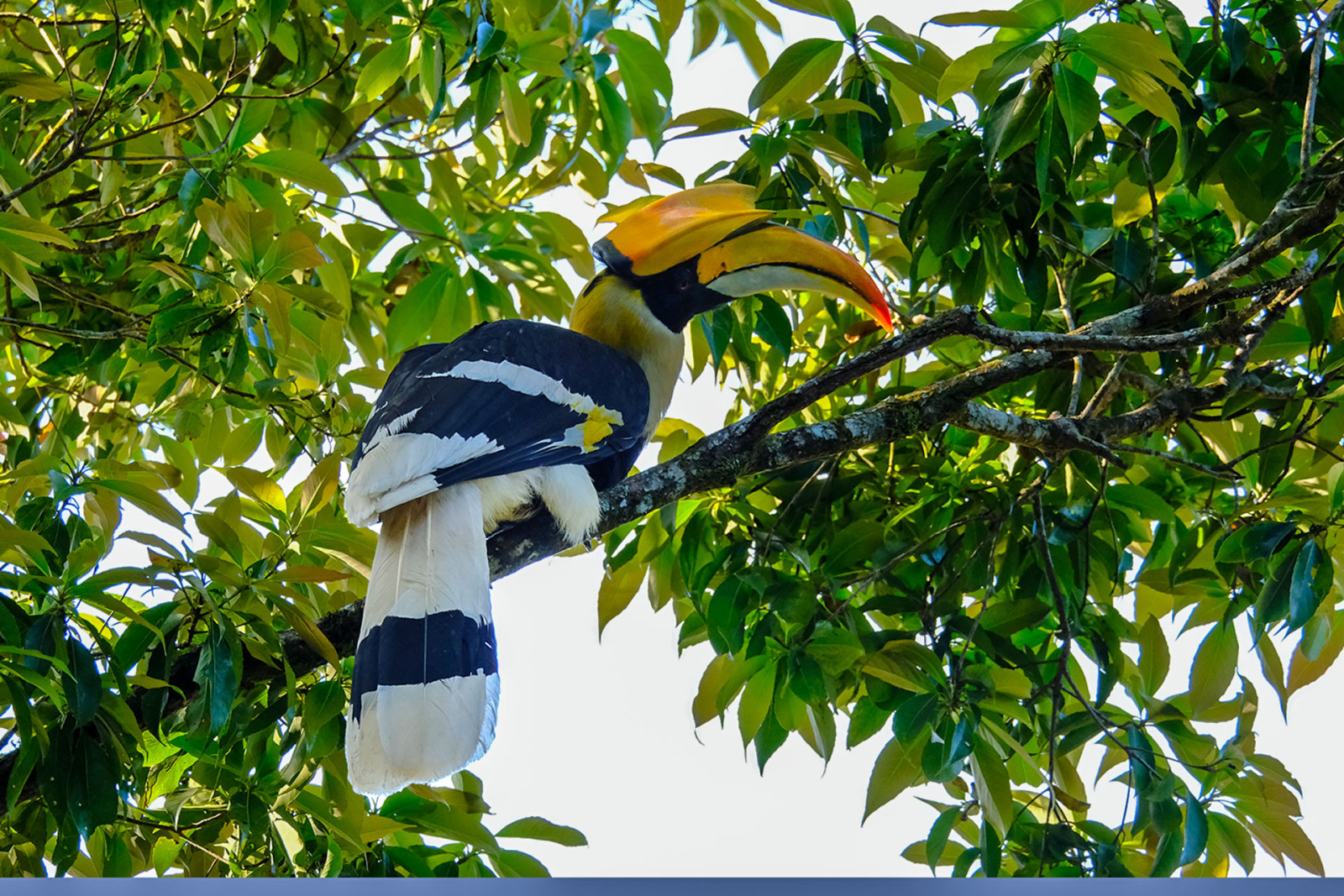 image Great Hornbill